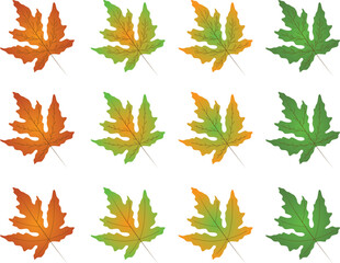 Fototapeta premium Hand drawn maple leaves set — gradient autumn and green variations with detailed line art