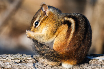 chipmunk