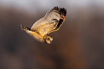 short eared owl