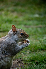 Squirrel enjoying a snack in a vibrant London park during a sunny afternoon in late spring