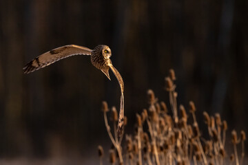 short eared owl