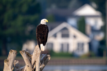 american bald eagle