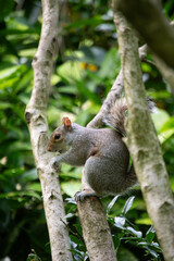 Squirrel exploring lush greenery during a trip to the parks in London and Brighton