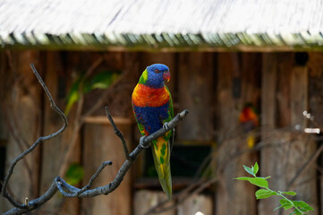 Rainbow Lorikeet sitting on a branch of a tree.