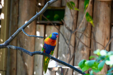 Rainbow Lorikeet sitting on a branch in a zoo.