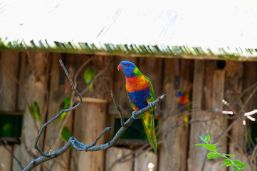 Rainbow Lorikeet, Trichoglossus haematodus