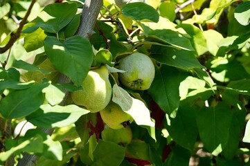 Green quince fruits on a tree branch in an orchard.