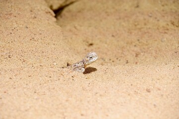 Lizard on the sand in the wild, closeup of photo