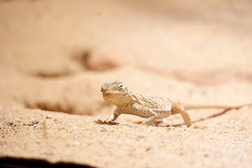 Close up of a small lizard in the sand with a blurred background