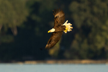 adult bald eagle