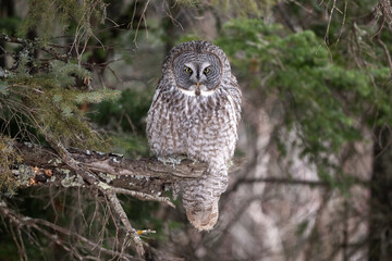 great gray owl