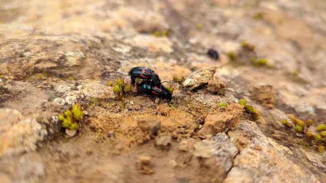insectos y hormigas en los paramos de Colombia