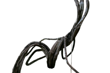 Large jungle vine liana plant in deep forest isolated on transparent background