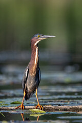 green heron