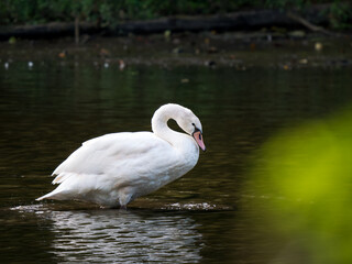 Cygne tuberculé (Cygnus olor) en train de lisser son plumage sur un étang, Buc, Île-de-France, France