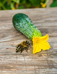 Cucumber, bee, and flower on weathered wood
