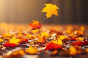 September Autumn Leaves in Golden Sunlight