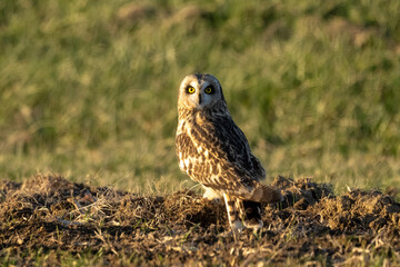 short eared owl