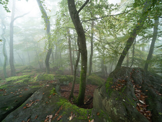 Herbstliche Nebelstimmung im Pfälzerwald entlang der Südlichen Weinstraße