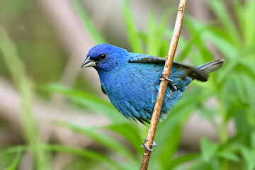 indigo bunting