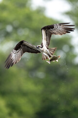 osprey