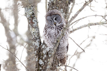 great gray owl