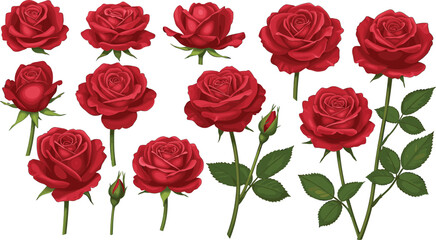Detailed collection of red roses and rosebuds with green leaves and stems on white background, perfect for floral design projects