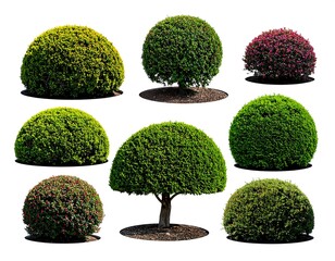 Collection of topiary shrubs