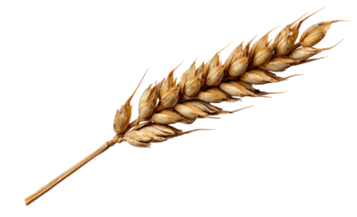 Golden wheat ear against black background