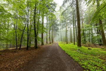 Frühlingshafter Pfälzerwald am Schänzelturm in Edenkoben mit grünen Blättern und Nebel