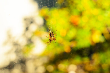 Macro of cross spider resting on intricate web with blurred background