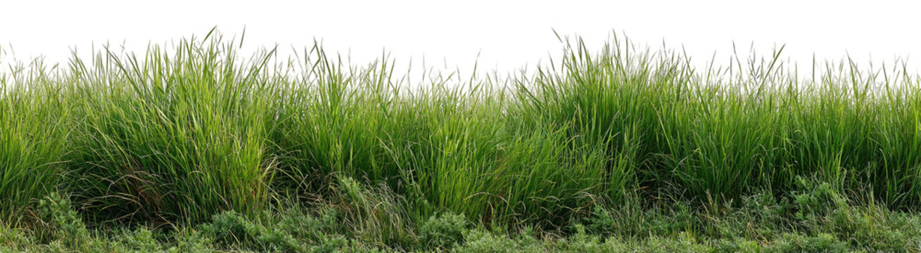 Lush green grass field, tall grasses