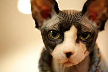 Close-up portrait of Canadian Sphynx cat indoors