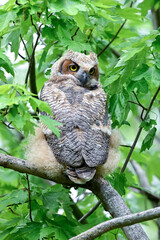 great horned owl baby