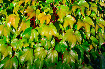 Closeup of many large green leaves creating natural lush background texture