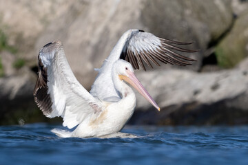 white pelican