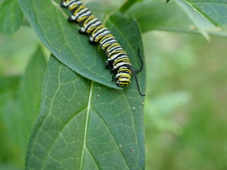 Monarch butterfly caterpillar eating leaves stacked over each other