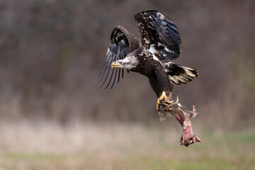 juvenile bald eagle flying with carcass 