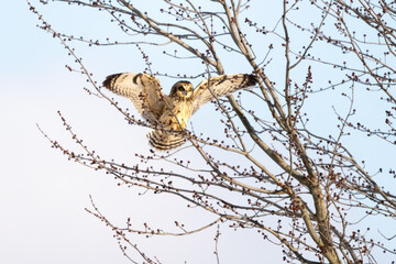 short eared owl