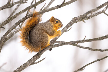 Obraz premium squirrel on a tree