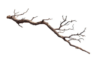 A long, gnarled branch extends diagonally across the image.  Its texture is rough, and the wood shows signs of age.  Fine, twig-like branches sprout from the main trunk