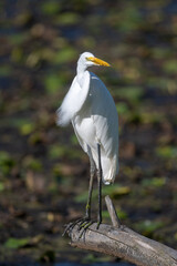snowy egret