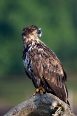 juvenile bald eagle