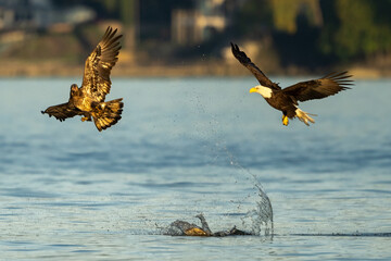 juvenile and adult bald eagle fighting over a fish