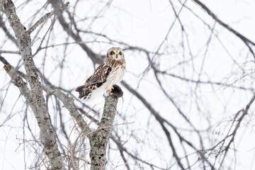 short eared owl
