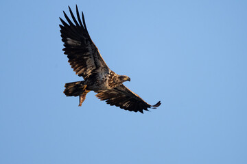 juvenile bald eagle with fish