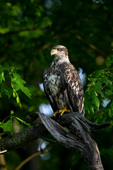 juvenile bald eagle