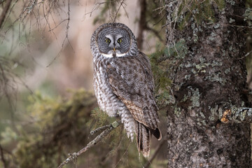 great gray owl