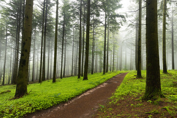 Frühlingshafter Pfälzerwald am Schänzelturm in Edenkoben mit grünen Blättern und Nebel