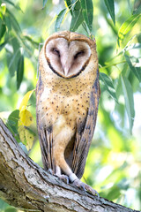 barn owl